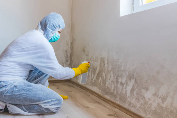 Licensed Mold Testing service in Pasadena, TX - WQB Mold Removal